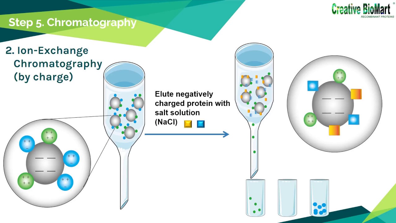 Protein Purification