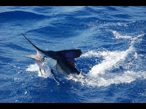White Marlin 2018  Puerto Morales