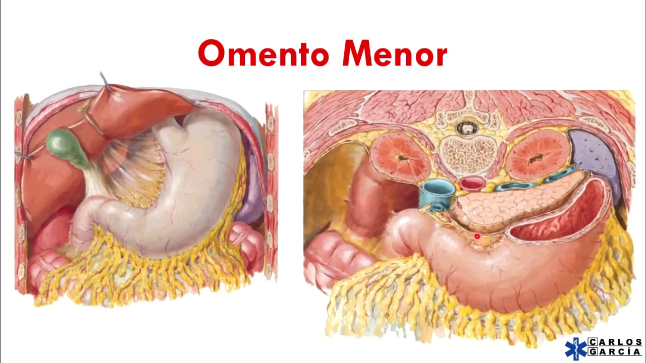 Anatomía estómago