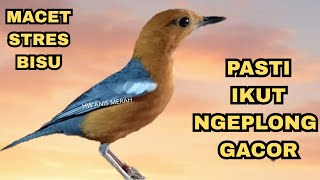 Download lagu PASTI IKUT BUNYI‼️PANCINGAN ANIS MERAH MERANGSANG EMOSI BIAR BUNYI GACOR DOR mp3