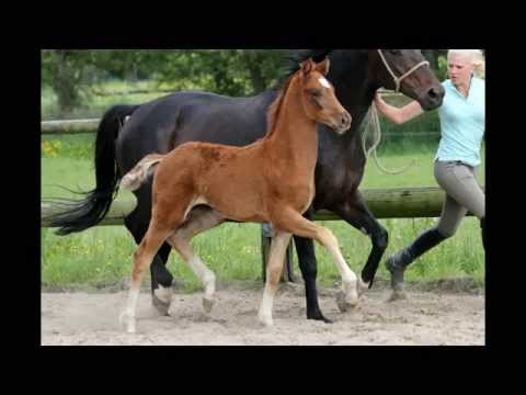 Bewegungsstarkes Stutfohlen aus bewährter Mutterlinie, Bruder gekört