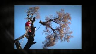 preview picture of video 'Arborist in Wilton, CT - Professional Stump Removal'