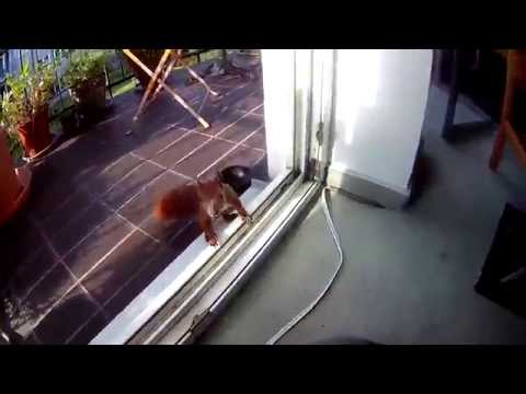 Wenn der Nusskunde klopft - Hamburger Eichhörnchen sucht neues Revier