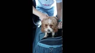 Safely Travelling with your dog in the car