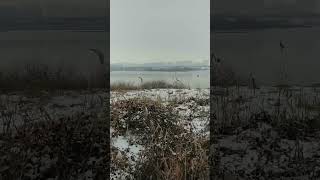 Download lagu 한강공원에 고라니 출현! mp3