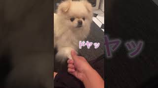 「垂れ耳ポメのルナちゃん」お得意のお手を披露#ポメラニアン#ポメラニアンのいる生活 #ドイツ#ヨーロッパ#犬#いぬのいる生活