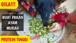 Download lagu CRAZY!!! MAKING CHEAP, HIGH-PROTEIN CHICKEN FEED mp3