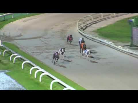 2019 BGBF BRITISH BREEDERS STAKES - HEAT 3 - T6 DOWN TO THE FELT