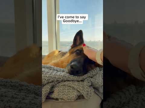Goodbye Charlie 🥺🐾 #dogloss #dog #pets