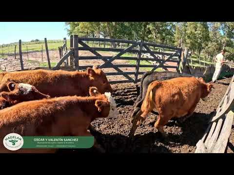 CABREJL _ 71 TERNEROS (36 H + 35 M) de 180 kg en TIMOTE, CARLOS TEJEDOR, BUENOS AIRES 24-03-2026