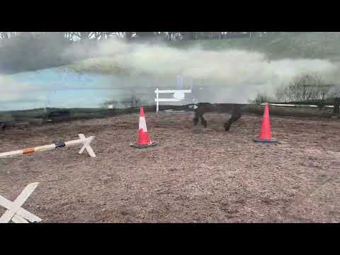 Potential top 138cm Connemara gelding - Image 2