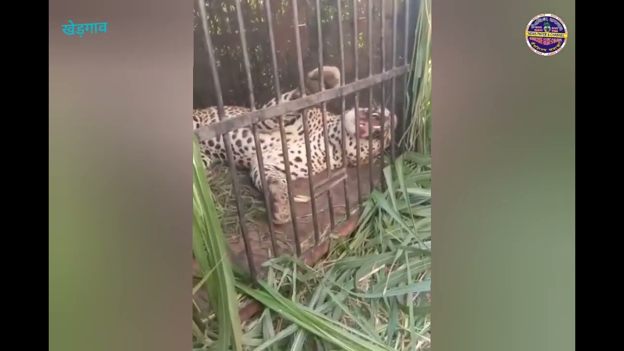 खेड़गाव में तेंदुआ पकड़ा गया