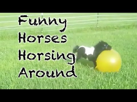 Funny Horses Horsing Around Compilation