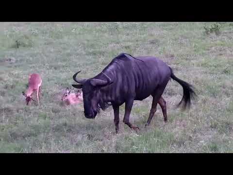 Djuma: Impalas, Nyalas and Wildebeest bull - 16:10 - 01/01/2023