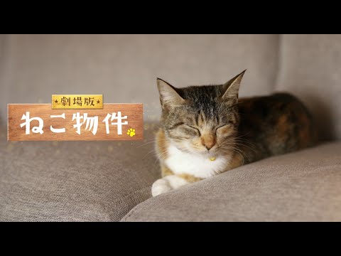 映画『劇場版　ねこ物件』予告編