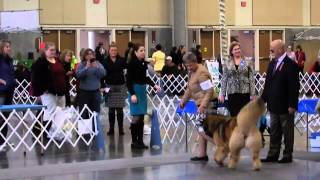 preview picture of video 'Best of Breed, Tibetan Mastiff, Greater Clark County KC Dog Show - 12-7-14'