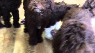 preview picture of video 'Medium Chocolate Merle Australian Labradoodle Puppies | Just A Walk Home Kennel'