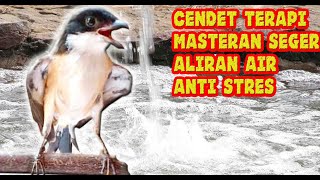 Download lagu TERAPI CENDET MACET BUNYI ALIRAN AIR ANTI STRES mp3