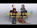 Kids Meet a Guide Dog for the Blind | Kids Meet | HiHo