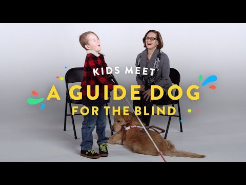 盲導犬との出会い｜キッズミート｜HiHo (Kids Meet a Guide Dog for the Blind | Kids Meet | HiHo)