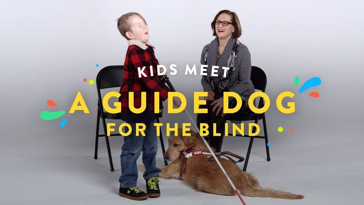 Kids Meet a Guide Dog for the Blind | Kids Meet | HiHo