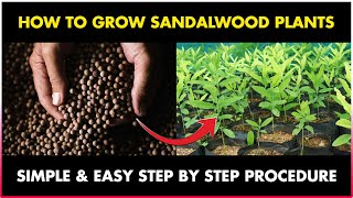 How to grow SANDALWOOD TREE from Seed at Home | How to Germinate  Sandalwood seed at Home