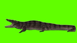 Download lagu Crocodile green screen.crocodile green screen running walk.Crocodile video.(No Copyright). mp3