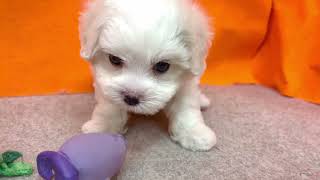 ハーフ犬の動画01