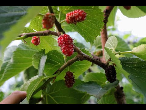 Maulbeeren Morus Nigra: Noire aus Spanien – der König der Maulbeeren