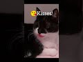 Place Your Finger Here Cat Sweet Animals Cute Kiss Tuxedocat