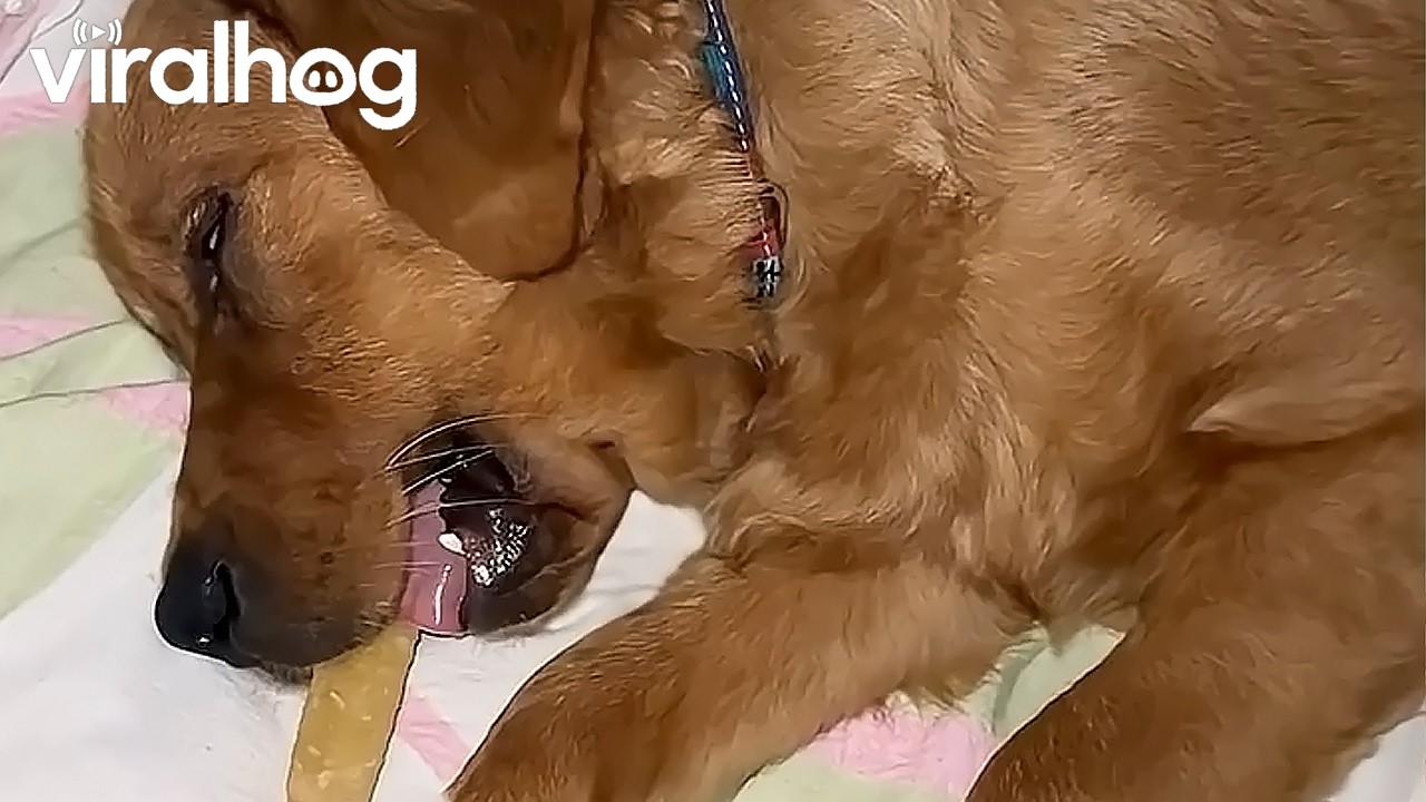 Golden Retriever Asleep With Treat in Mouth || ViralHog