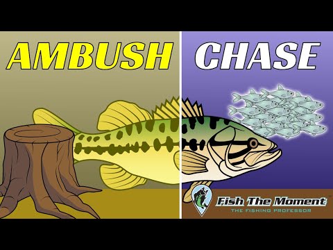 This Discovery About Bass Behavior Changed My Fishing Forever!