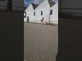 Semental Connemara En venta 2013 Tordo por COCUM THUNDER BOY