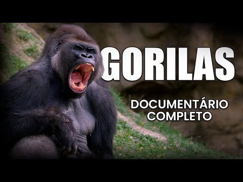 Gorilas: Os Gigantes da Selva e os Segredos que Eles Escondem