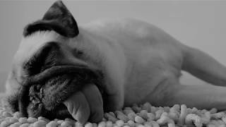 Max Raabe - Der Perfekte Moment Wird Heut Verpennt (Garry Ocean Remix)