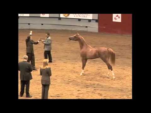 CW FAUSTOMAIJK LUGANO CANADIAN NATIONALS CW FaustoMajik Lugano top 10 Canadian Nationals