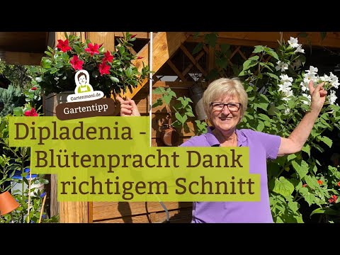 Flower splendor through the right cut - Dipladenia in full bloom