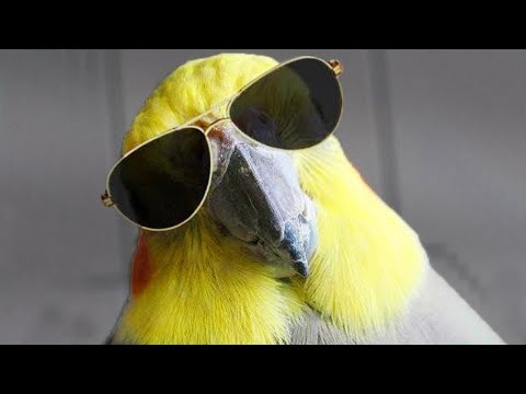Les vidéos de perroquets les plus drôles qui changeront votre humeur pour de bon