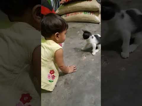 Sawda and biraler khela।#youtubeshorts #shortvideo #love #cute #shorts #short #cat #catbaby #cats