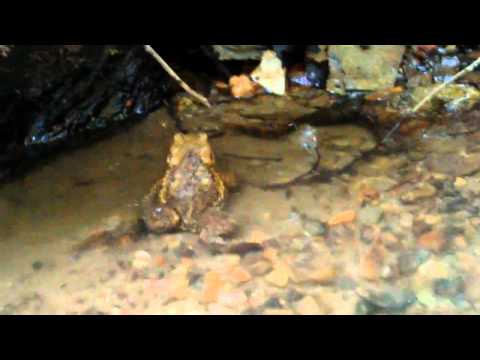 Toad in the shed (part 2, the release)