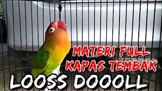 Download lagu lovebird isian kapas tembak , LOOSSDOOOLLL ‼️ mp3 Download lagu lovebird isian kapas tembak , LOOSSDOOOLLL ‼️ mp3