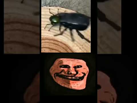 🙃🙃 (Song in comments) #beetle #override #kslvnoh#phonk #trollge