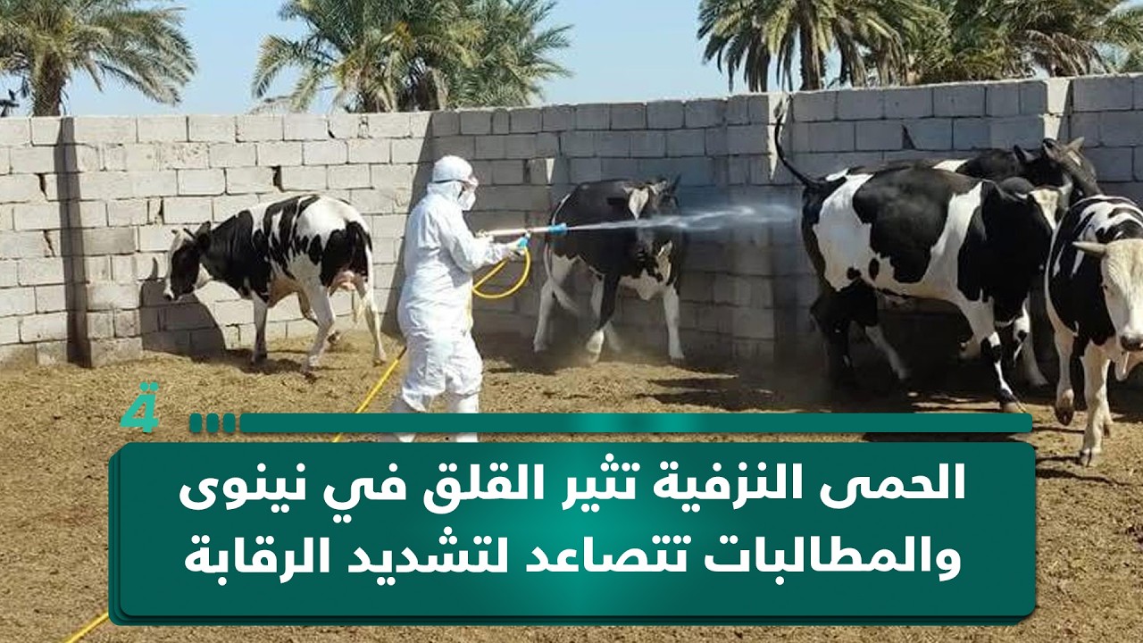 فيديو | الحمى النزفية تثير القلق في نينوى والمطالبات تتصاعد لتشديد الرقابة