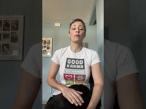 PYOMETRA in female, unspayed dogs: it can be deadly!!