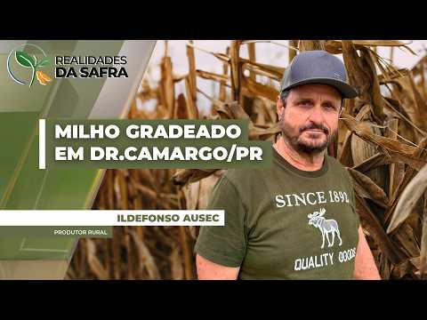 Alguns produtores de Dr.Camargo/PR estão gradeando o milho que não germinou pela falta de umidade