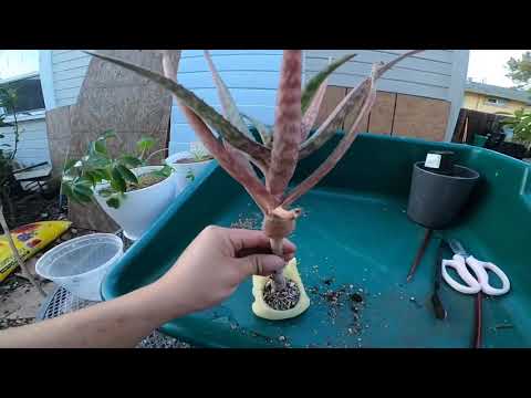 Repotting Bulbasaur Aloe Bonsai - Feb 2021