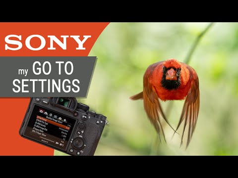 Meine Sony Kameraeinstellungen für Wildlife- und Vogelfotografie: Für A7RIV, A7RII, A9 und A9II.