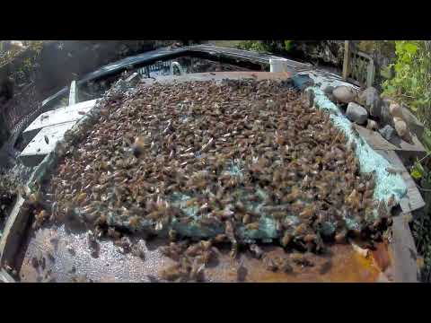 open honeybee feeding with organic sugar-soaked cotton towel