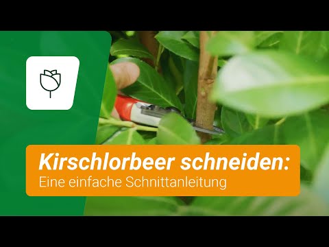 Kirschlorbeer schneiden: Eine einfache Schnittanleitung