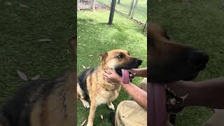 Video preview image #1 German Shepherd Dog Puppy For Sale in Pasadena, CA, USA